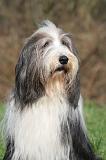 BEARDED COLLIE 424